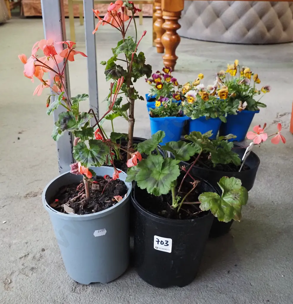 4x potted geraniums Image 1++