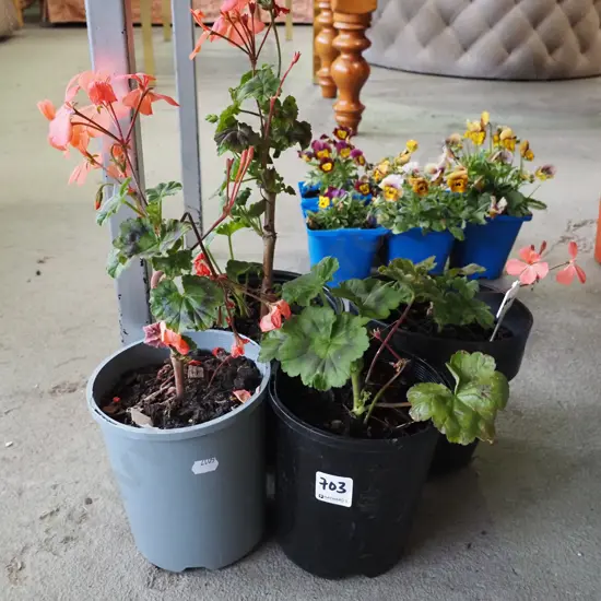 4x potted geraniums
