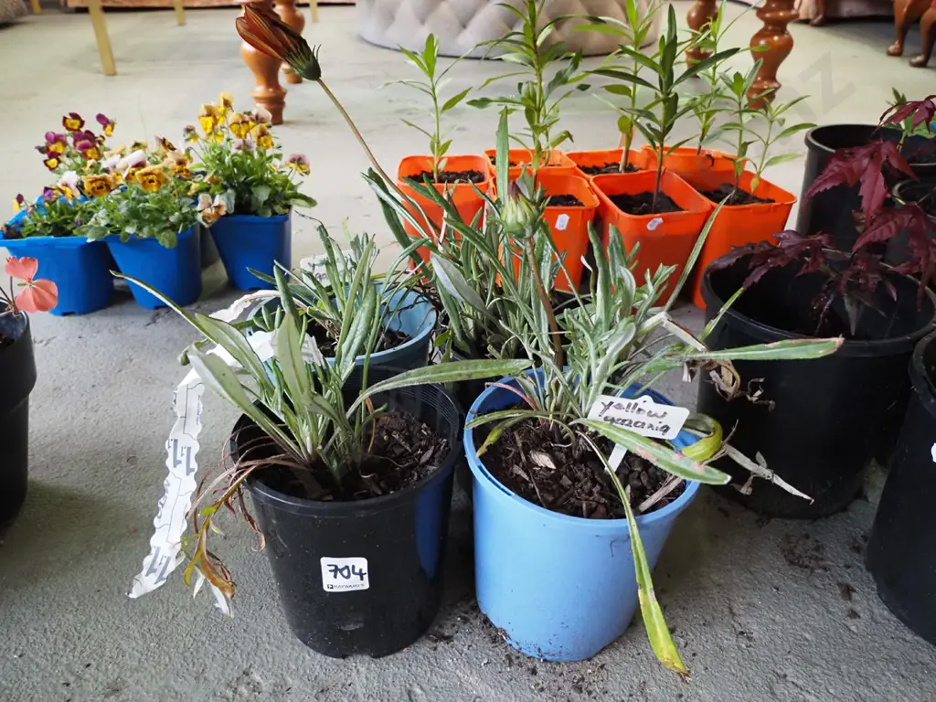 4x potted orange gazania Image 1++