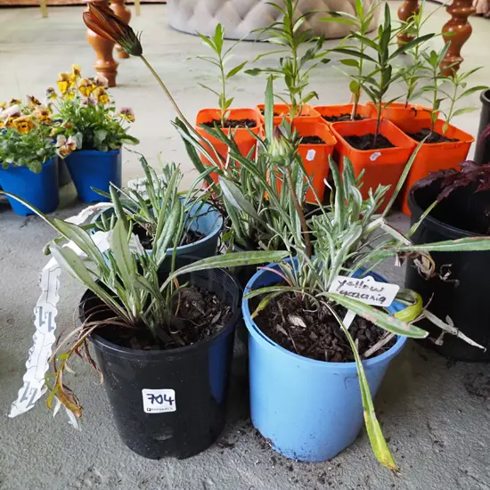 4x potted orange gazania