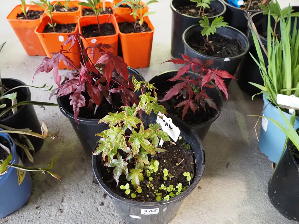 3x potted maples Image 1++