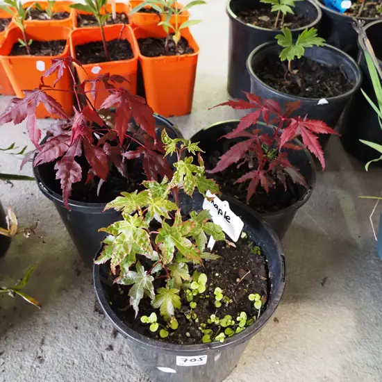 3x potted maples