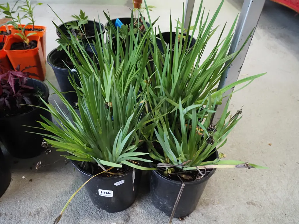 4x potted yellow eyed grasses Image 1++