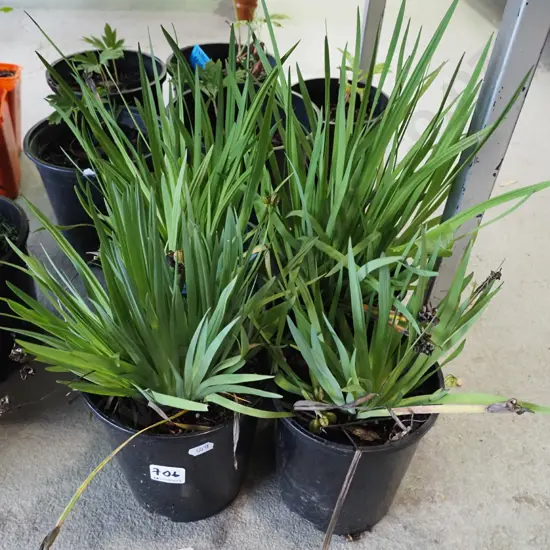 4x potted yellow eyed grasses