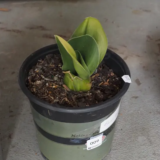 potted blood lily - white flower