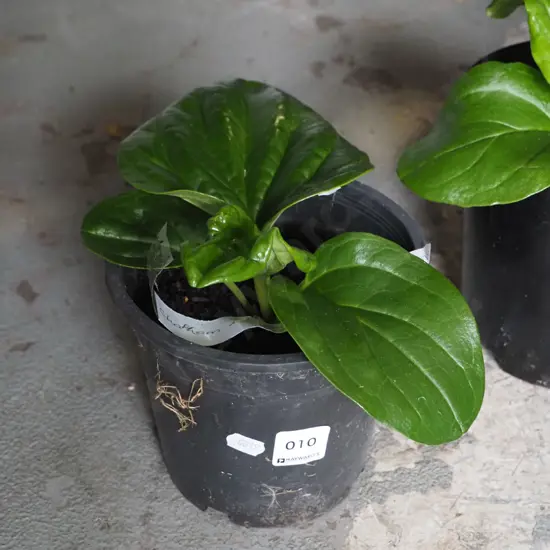 potted Chatham Island forget me not