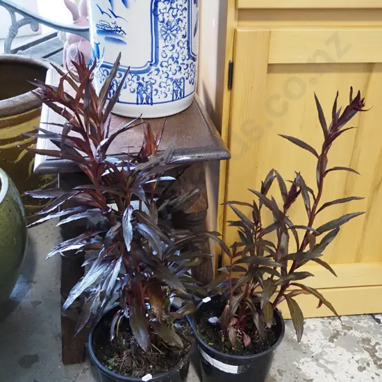 2x potted lobelia cardinalis