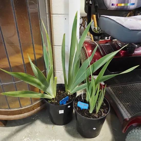 2x potted yellow and brown bearded irises
