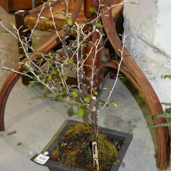 potted bonsai - corokia