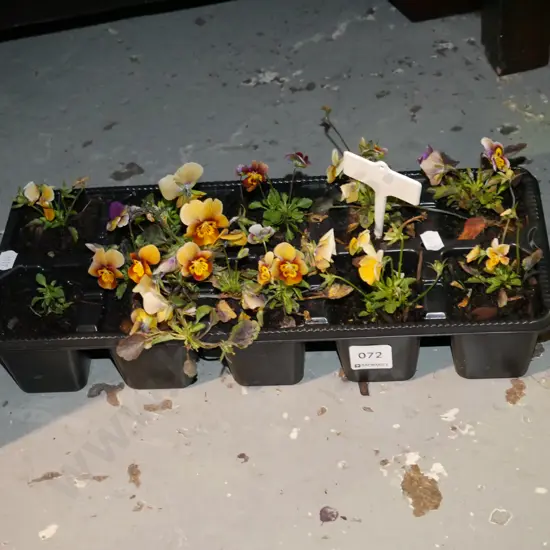tray of potted pansies