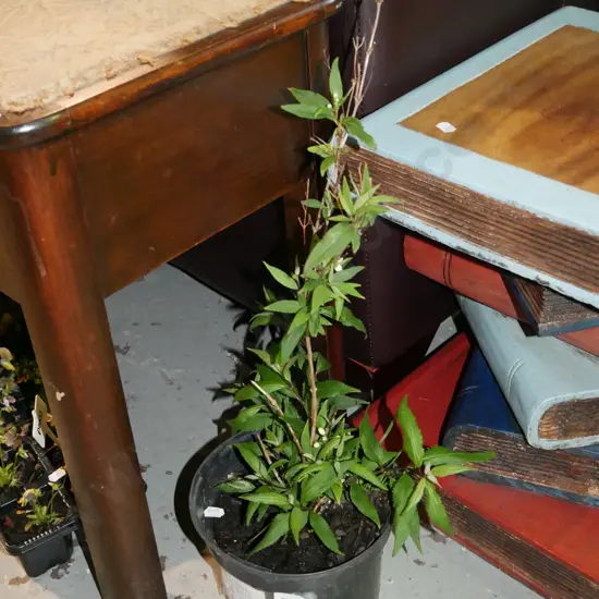 potted deutzia shrub