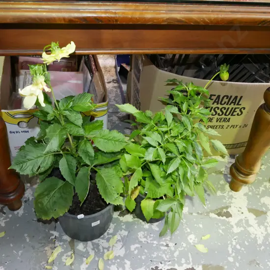 2x potted yellow dahlias