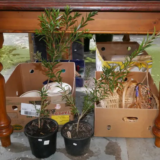 2x potted bottle brushes