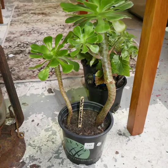 potted basket succulent