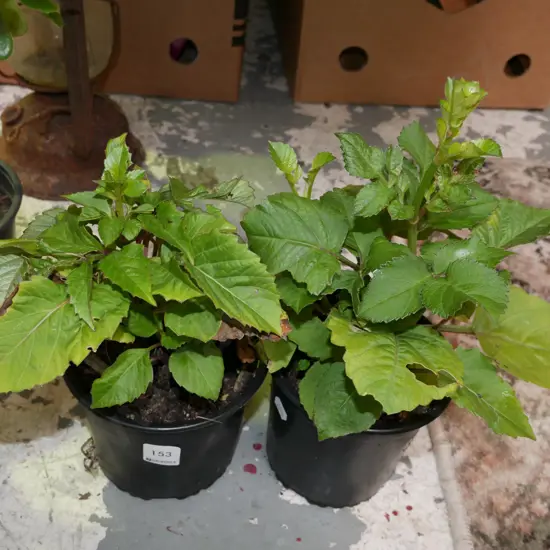2x potted dahlias