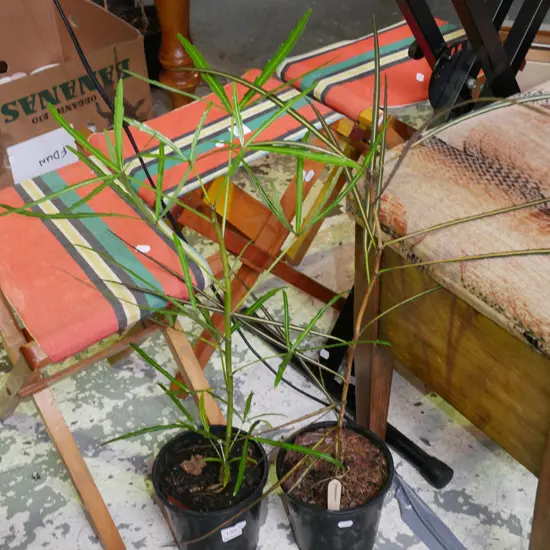 2x potted lancewoods