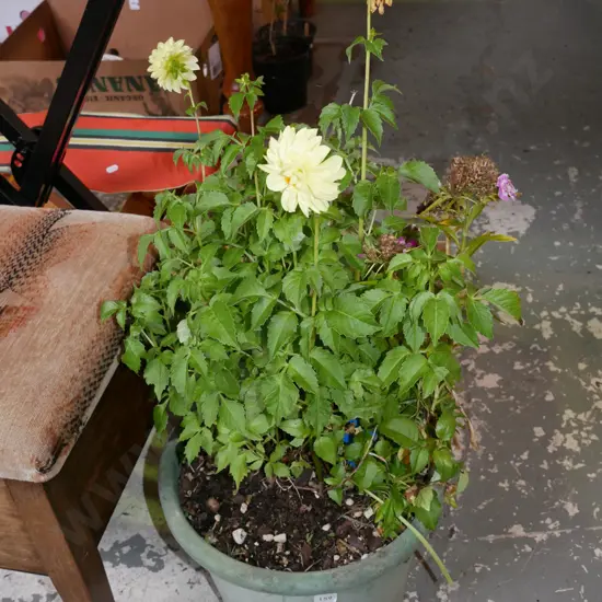 potted bluebells and dahlias