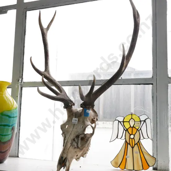 stag skull and horns