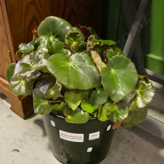 potted begonia beefsteak