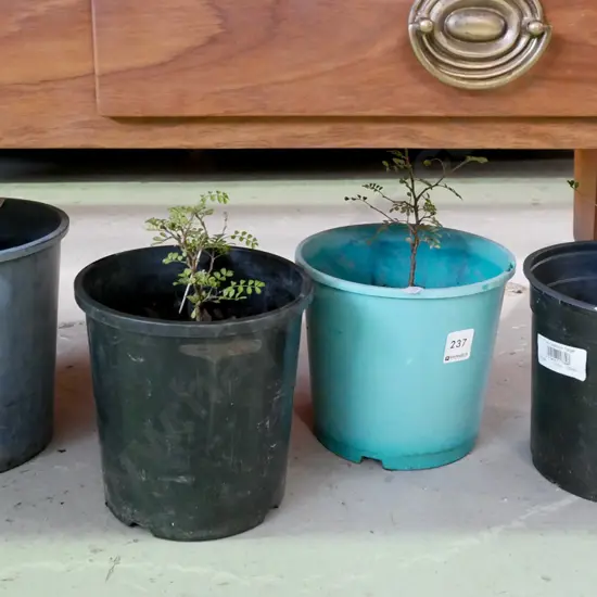 4x potted kowhai