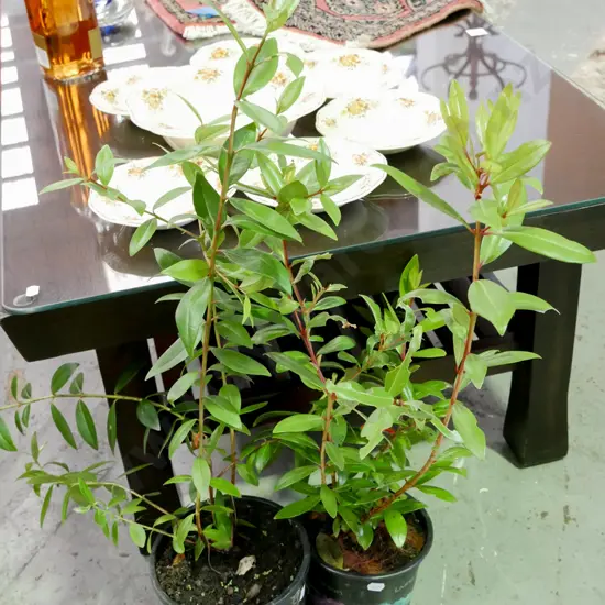 2x potted pohutukawa