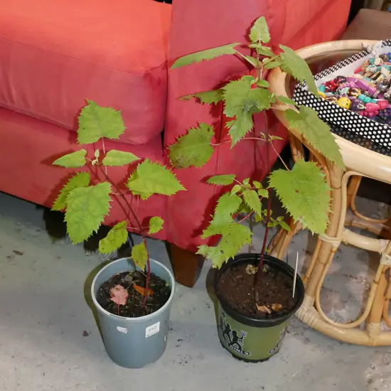 2x potted wine berries