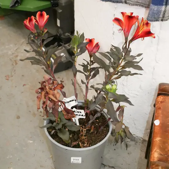 potted astroemeria - Indian Summer