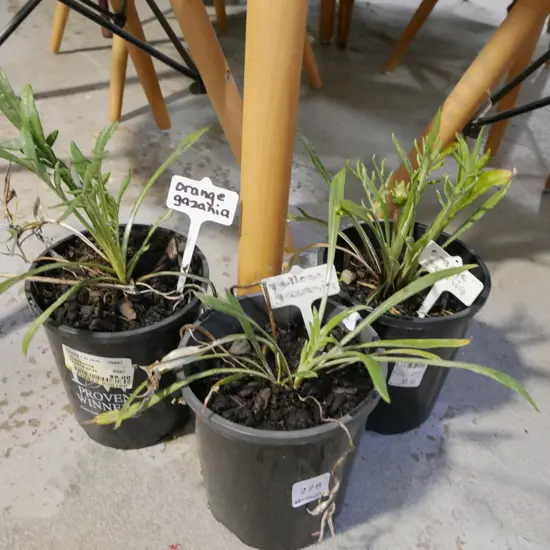 3x potted gazania - yellow and orange