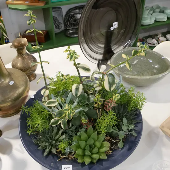 assorted succulents in large bowl - has chip
