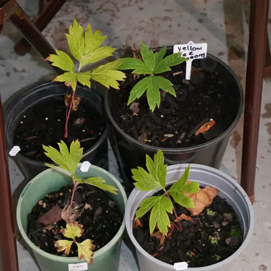 4x potted yellow tree peonies