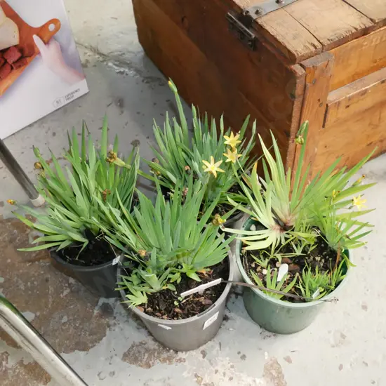 4x potted yellow eyed grasses