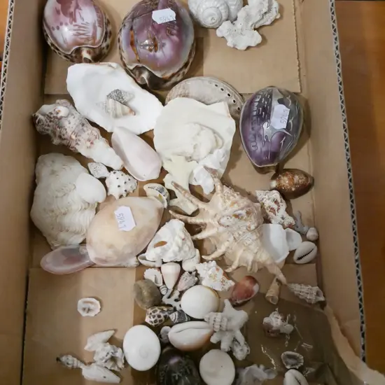box of sea shells