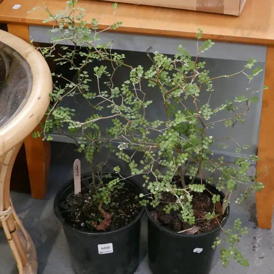 2x potted kowhai