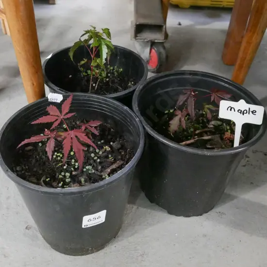 3x potted maples