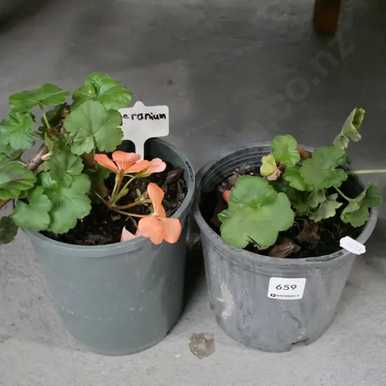2x potted geraniums