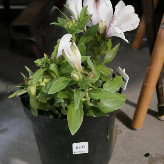 potted white magic astroemeria