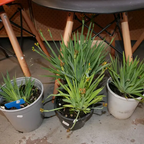 4x potted yellow eyed grasses
