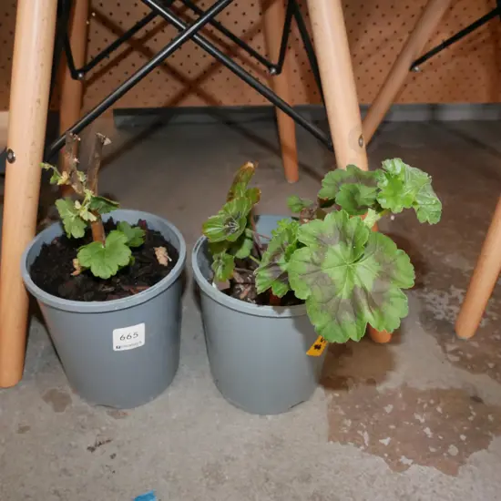 2x potted geraniums