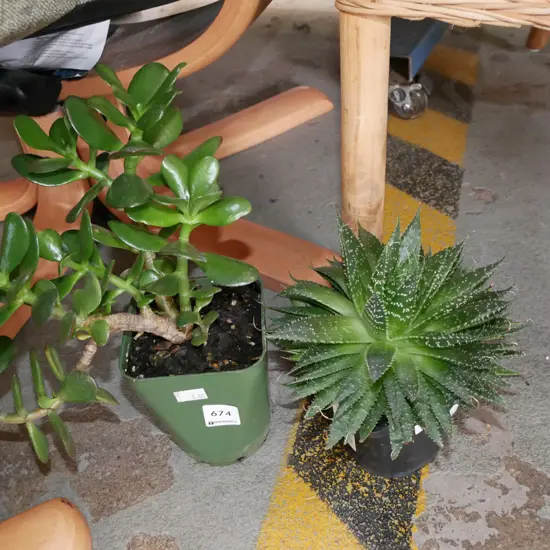 2x potted succulents