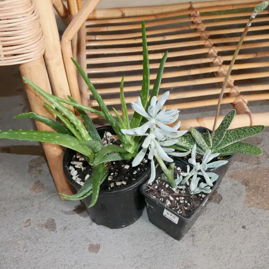 3x potted succulents