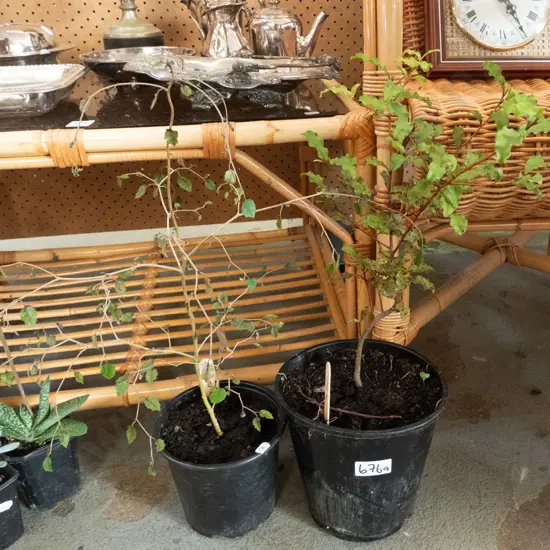 potted koro, potted marble leaf