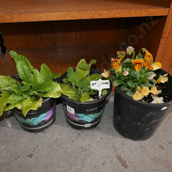 potted primrose and pansies