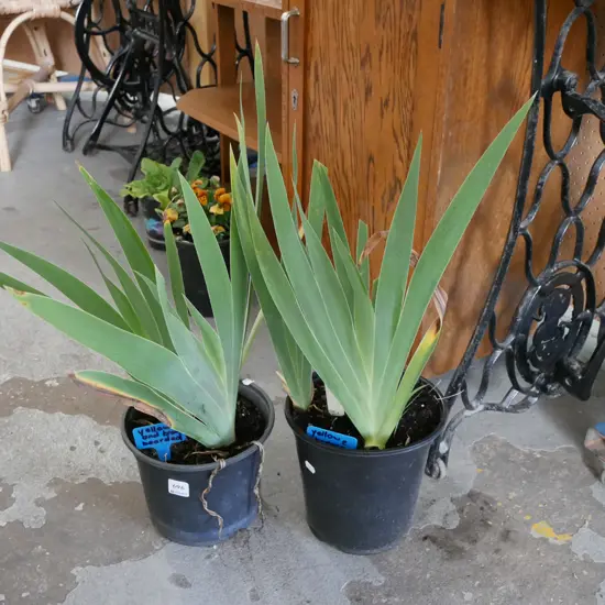 2x potted yellow and brown bearded irises