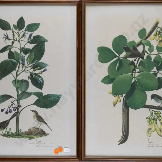 2x framed RH Cometti botanical prints Each H-430 W-310 (slight age marking)