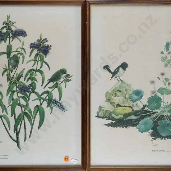 2x framed RH Cometti botanical prints Each H-430 W-310 (slight age marking)