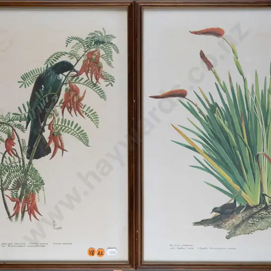 2x framed RH Cometti botanical prints Each H-430 W-310 (slight age marking)