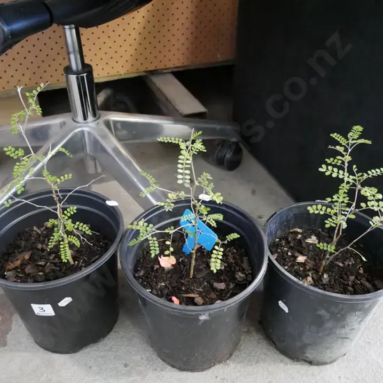 3x potted kowhai