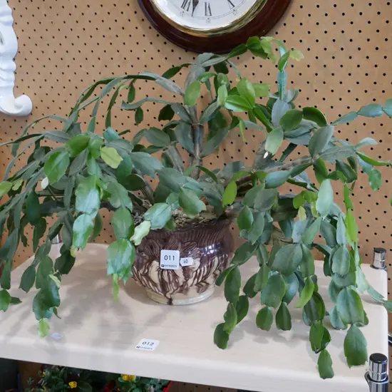 succulent in majolica jardiniere