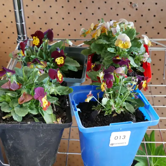 4x potted pansies