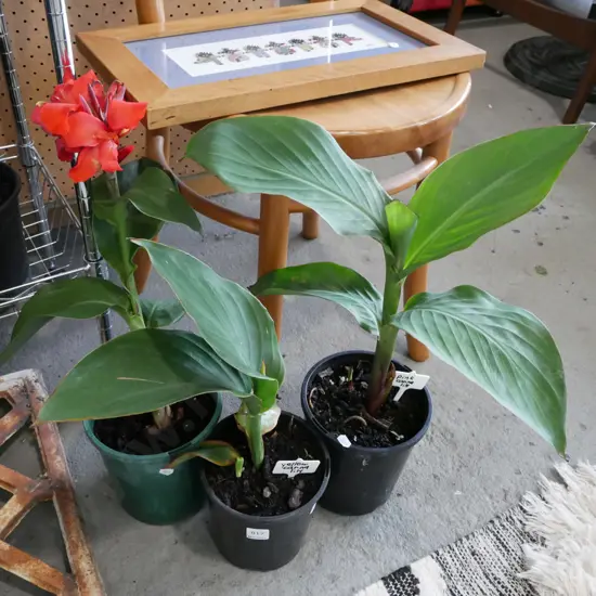 3x potted canna lillies - orange, yellow, pink
